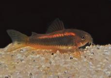 Panzerwelse Osteogaster ( Corydoras ) Red stripe CW 014