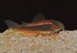 Panzerwelse Osteogaster ( Corydoras ) Red stripe CW 014