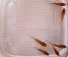 Panzerwelse Osteogaster ( Corydoras ) Red stripe CW 014
