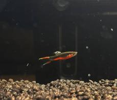 Guppy Santa Maria Bleeding Heart