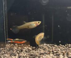 Guppy Santa Maria Bleeding Heart