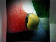 Apfelschnecken Gr�ne,Gelbe,Gold-gelbe und Lila