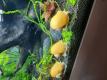 Apfelschnecken Gr�ne,Gelbe,Gold-gelbe