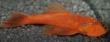 Neuz�chtung Ancistrus spec. schildpatt orange ( Super rot )