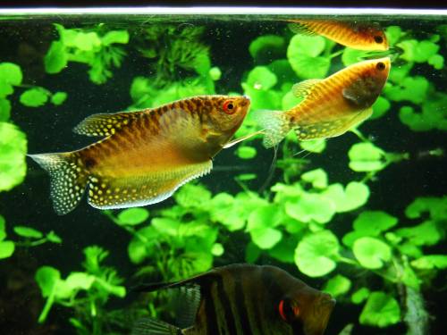 trichogaster trichopterus gold goldfadenfisch