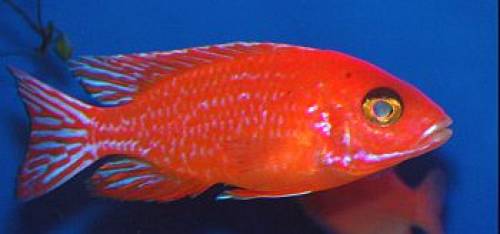 malawis direkt vom z�chter