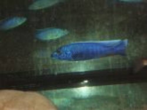 sciaenochromis fryeri