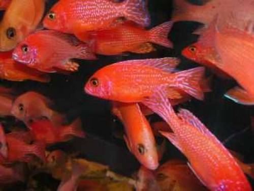 aulonocara spec firefish