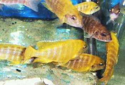 aulonocaras alle voll in farbe