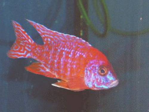 aulonocaras alle voll ausgef�rbt