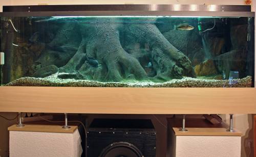 komplettaquarium m x mit amazonasr�ckwand