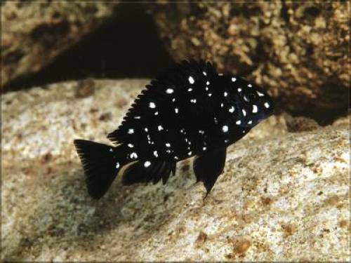 verkaufe tropheus duboisi maswa