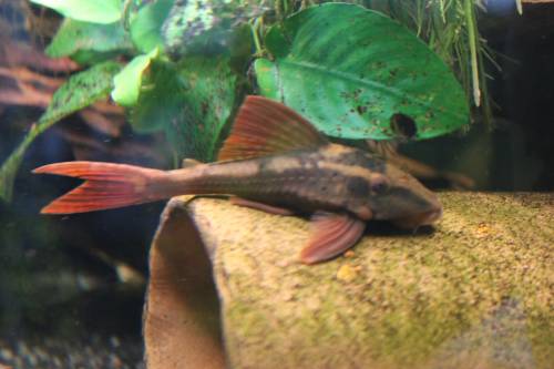 ca roter bruno cochliodon sp red rusty 