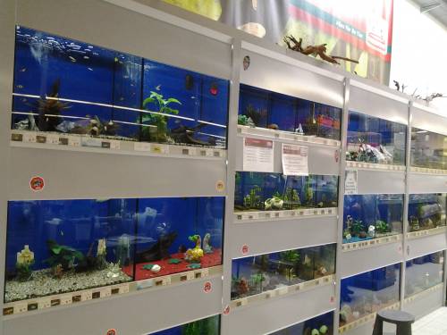 verkaufsanlage zuchtanlage aquarien pflanzen anlag 