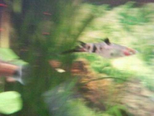  koi showa schwerttrger 