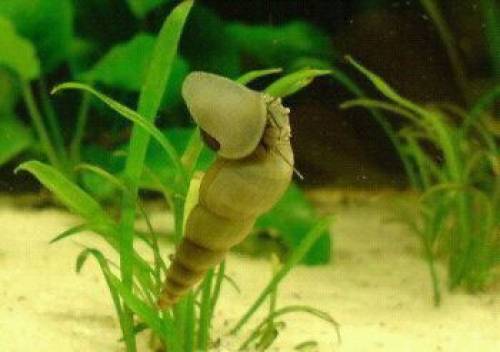 turmdeckelschnecken die gesundheitspolizei im aquarium 