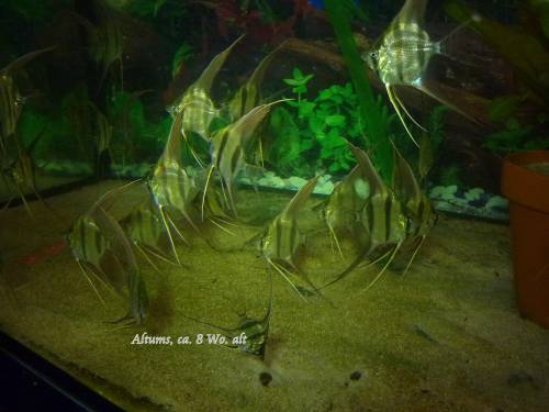 wunderschne orinoco altum skalare aus eigener hobbyzucht 