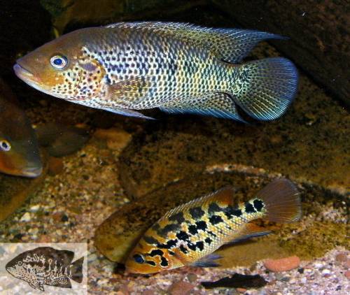 parachromis motaguensis 