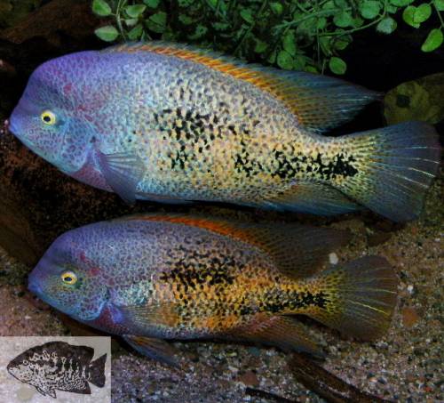 vieja bifasciata 