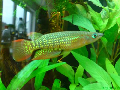 biete wundersch�ne hechtlinge m w