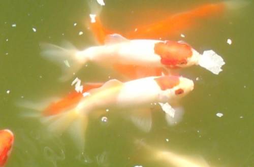wakin goldfische jungtiere 