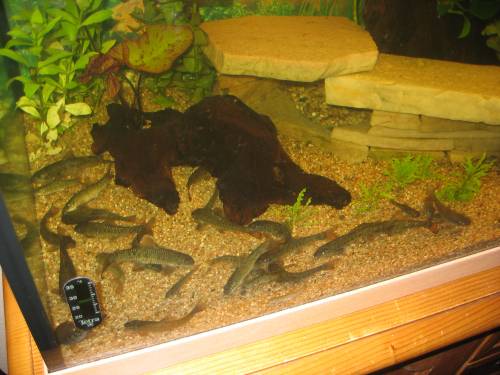 knabberfisch garra rufa saugbarbe doktorfisch