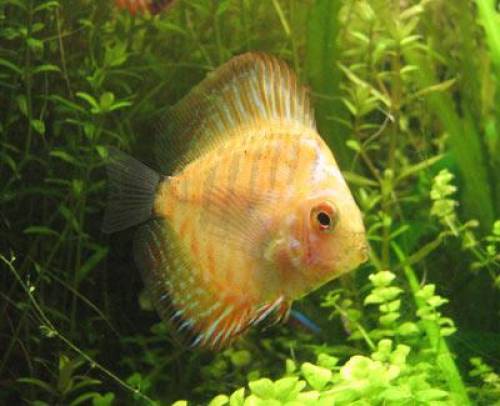  junge diskus fb checkerboard