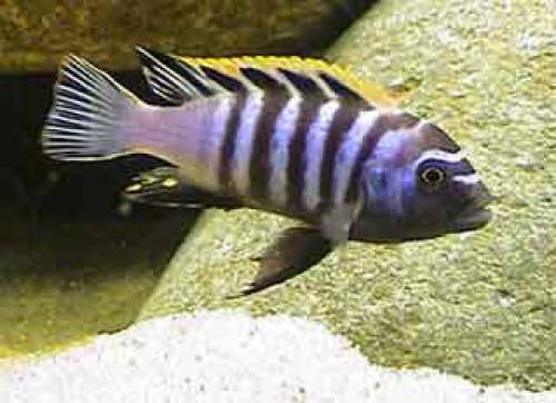 nachzuchten malawiseecichiden