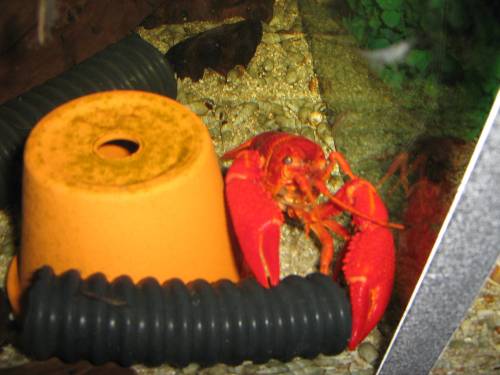 procambarus clarkii orange