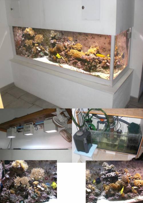 super komplettes liter meerwasserbecken abzugeben