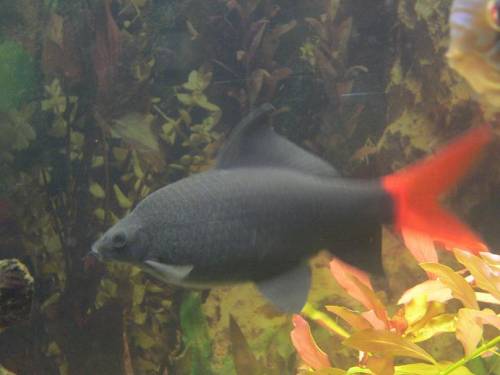 sch�ner gro�er feuerschwanz