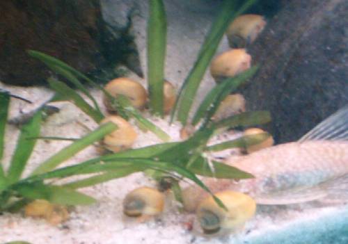 reinerbige goldene apfelschnecken