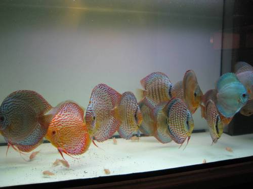 parasitenfreie diskus