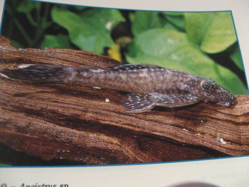 ancistrus sp brauner antennenwels zu verschenken
