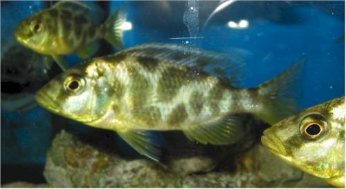 nimbochromis venustus