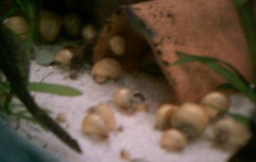 junge gelbe apfelschnecken reinerbig cm durchmesser