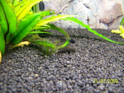 antennenwelse in gelb und schwarz aus nachzucht abzugeben