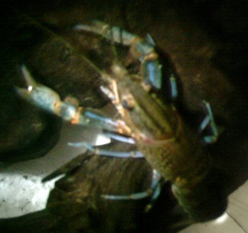 ein rotscherenkrebs cherax quadricarinatus