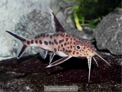 kuckuckswelse synodontis multipunctatus