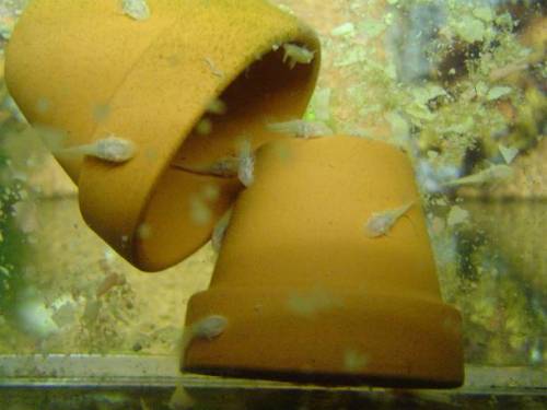 albino antennenwelse