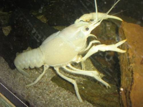 procambarus clarkii reinerbig wei�