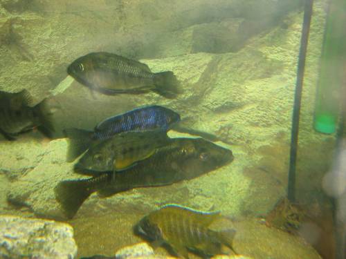 mylochromis laterestriga mchuse wf weibchen