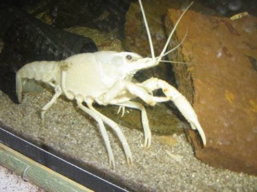 procambarus clarkii reinerbig wei�