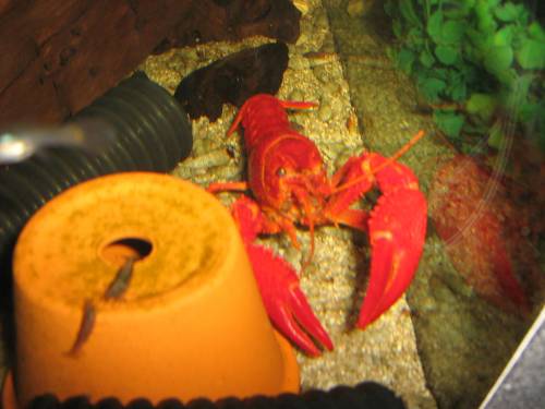 procambarus clarkii orange