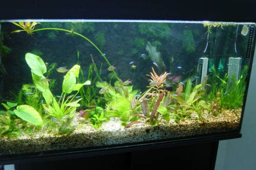 aquarienpflanzen aus hobbyzucht