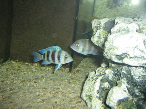 cyphotilapia frontosa gibberosa blue mpimbwe f jungtiere