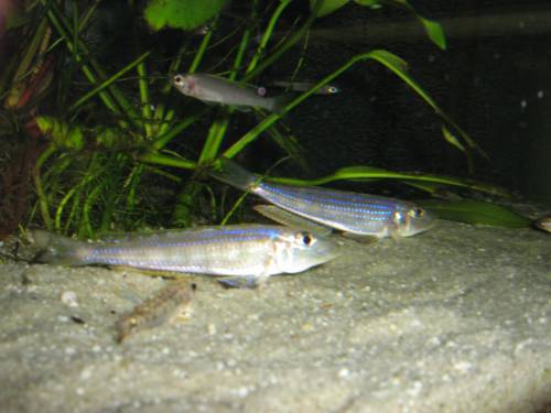 enantiopus melanogenys kilesa f