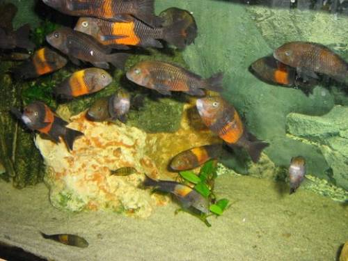 tropheus bemba jungtiere