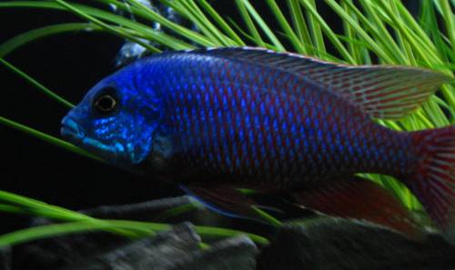 malawi buntbarsche aus hobbyzucht