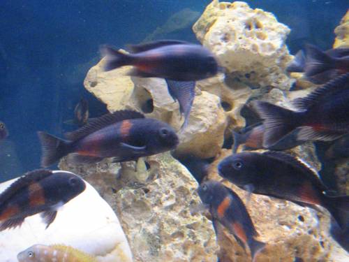 tanganjikacichliden tropheus moorii